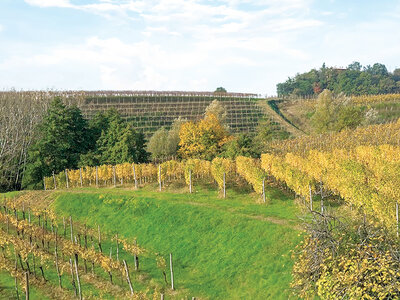 Vigneti d’eccellenza in Friuli: visita alla cantina con degustazione vini e 2 bottiglie in regalo