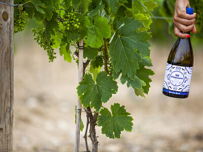 Sabor a Penedès: visita a Bodegas Raventós Rosell y cata de vinos y cava