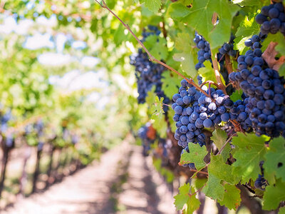 2 jours insolites en dôme avec visite de vignoble et dégustation œnologique près de Bordeaux