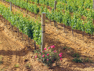 Bodega *lavinyeta, en el Empordà: visita a viñedos y bodega y cata de 5 vinos