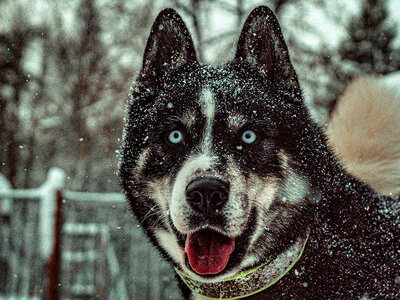 Geschenkbox Tierisches Familienabenteuer: Husky-Wanderung mit Grillen am Lagerfeuer