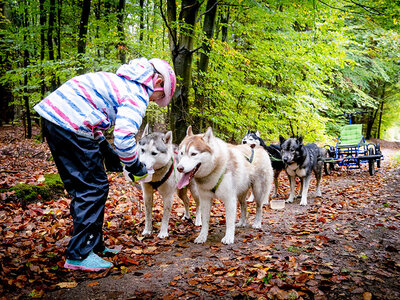 Wildnis auf Rädern: Husky-Schlittenfahrt mit BBQ für 1 Person