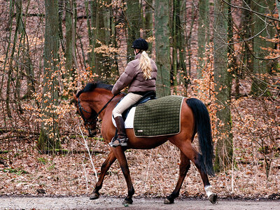 ¡Naturaleza y animales!: ruta a caballo para 1 persona