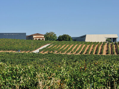Caja Pago de los Capellanes: visita a la bodega y cata de 3 vinos
