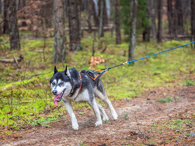 Box Husky-Erlebniswanderung mit Grillen am Lagerfeuer für 2 Personen