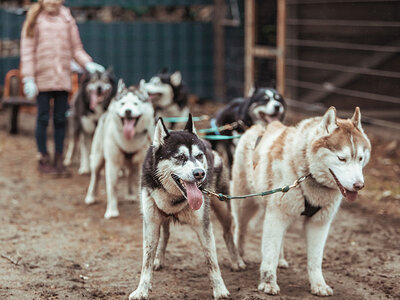1 Husky-Erlebniswanderung mit Schlittenfahrt und Grillen für 1 Familie