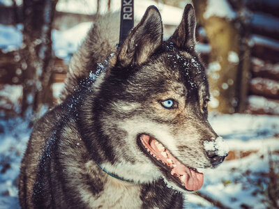 Box 1 Husky-Erlebniswanderung mit Schlittenfahrt und Grillen für 1 Familie