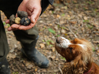 Cofanetto regalo Tartufai per un giorno: caccia al tartufo nei pressi di Roma con pranzo di 7 portate per 2