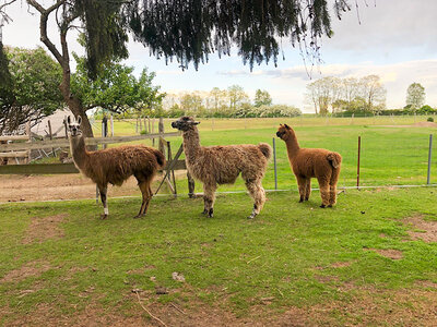 Tierische Wanderung: Alpakatour im Elbe-Elster-Land