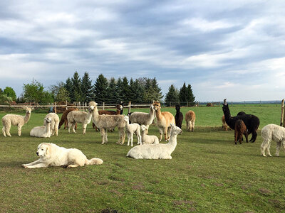 Box Tierische Wanderung: Alpakatour im Elbe-Elster-Land