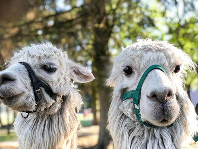 Geschenkbox Tierische Wanderung: Alpakatour im Elbe-Elster-Land