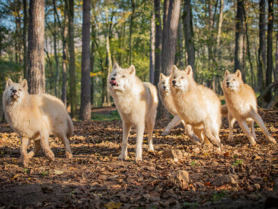 3 jours insolites en famille au domaine des Grottes de Han (basse saison)