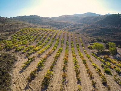 Bodegas Forcada, La Rioja: visita a bodega con cata de vinos para 2 personas