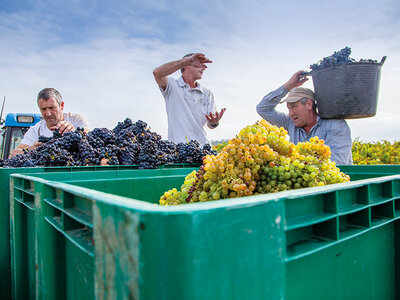 Bodega Bello Berganzo: visita, cata y aperitivo para 2