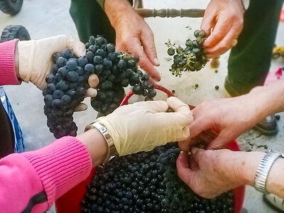 Caja Bodega 41 Norte: visita y cata de vino para 2 personas