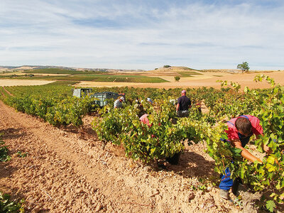 Caja regalo Bodegas Hesvera, D.O. Ribera del Duero: visita a bodega y cata de vinos