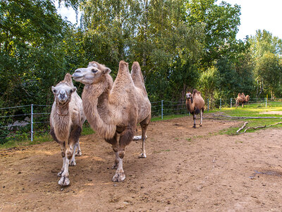 Geschenkbox Tierischer Spaß im Erlebnispark Starkenberg: Geschenkbox für Tierliebhaber