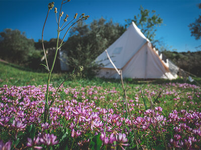 Cofanetto 1 notte Glamping in tenda tra gli ulivi con sfizioso picnic e aperitivo nel cuore della Sardegna