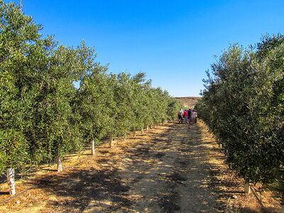 Caja regalo OleoAlmanzora, S.L. : visita a almazara y desayuno o merienda para 2 personas