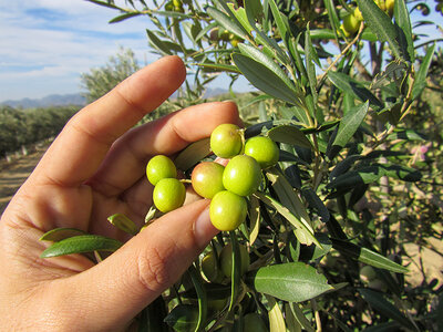 Caja regalo Plan triple en Almería: visita a OleoAlmanzora, a Geoda de Pulpí 
y Castillo de Terreros