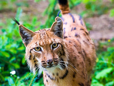 Coffret Zoo d'Amnéville : expérience en immersion avec les carnivores pour 1 personne