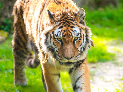 Coffret cadeau Zoo d'Amnéville : expérience en immersion avec les carnivores pour 1 personne