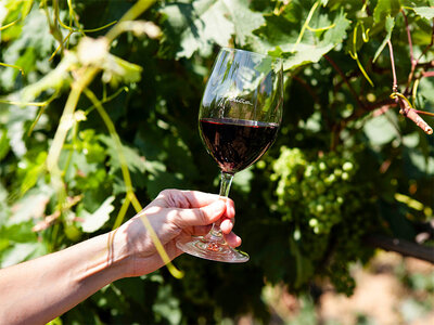 Caja 1 visita a bodegas con D.O. Toro y cata de vinos para 2 personas