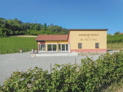 Tour in Buggy tra i vigneti del Piemonte con visita alla cantina e degustazione di 4 vini