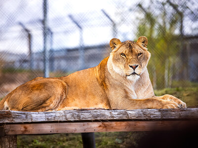 Coffret cadeau 2 entrées adultes et 2 entrées enfants gratuites pour la Tanière Zoo Refuge près de Chartres