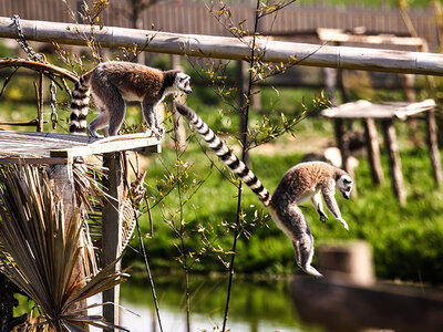 Tanière Zoo Refuge : immersion avec les herbivores pour 1 personne