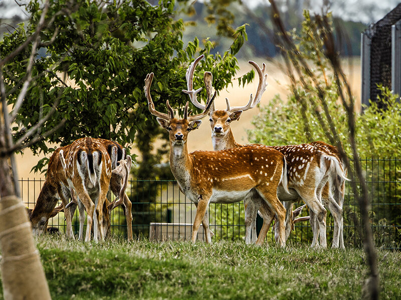 Tanière Zoo Refuge : immersion avec les herbivores pour 1 personne