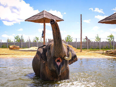 Coffret cadeau Tanière Zoo Refuge : immersion avec les carnivores ou les éléphants pour 2 personnes