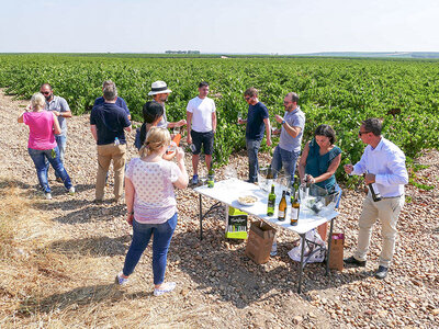Caja Visita a bodega D.O. Rueda, en Valladolid, y cata de vinos para 2 personas