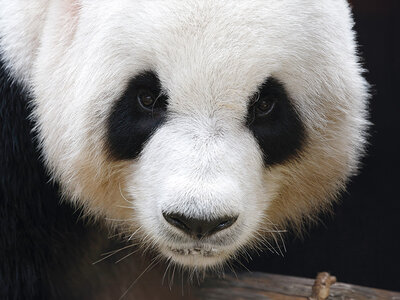 Zoo de Madrid