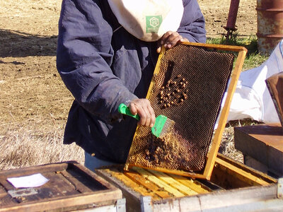 Cofanetto Visita guidata agli alveari e degustazione di miele bio in un agriturismo in Toscana