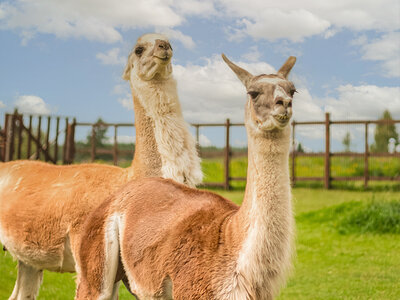 Cofanetto regalo Avventuroso soggiorno vicino a Cuneo: 1 notte con cena e trekking coi lama