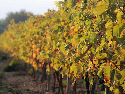 Bodegas y Viñedos Castiblanque, Ciudad Real: visita a bodega, cata y maridaje de 4 vinos