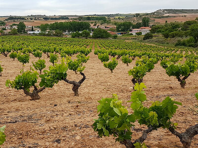 Bodegas Ismael Arroyo - ValSotillo, D.O. Ribera del Duero: visita y cata de 3 vinos