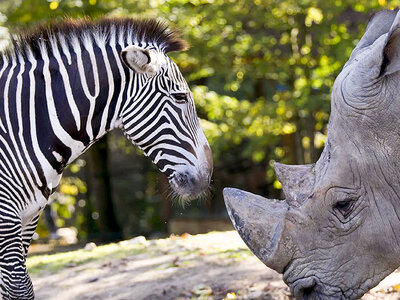 Séjour en famille au ZooParc de Beauval en 2025 : 2 journées et 1 nuit à proximité pour 3 personnes