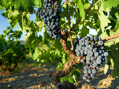 Bodega Clos Pachem, con DOQ Priorat: visita, curso y cata de vinos