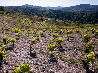 Caja Bodega Clos Pachem, con DOQ Priorat: visita, curso y cata de vinos