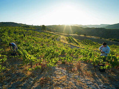 Caja regalo Bodega Clos Pachem, con DOQ Priorat: visita, curso y cata de vinos