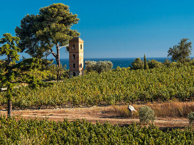 Coffret Dégustation et découverte viticole dans un domaine d'exception près de Toulon pour 2 personnes