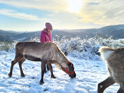 Geschenkbox Rentier-Wanderung für 2 mit Picknick im Nahetal