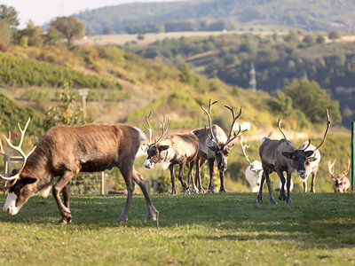 Box Rentier-Wanderung für 2 mit Picknick im Nahetal