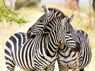 Geschenkbox Tiergestütztes Seminar für Körper und Geist auf dem Safari-Wohlfühlhof im Münsterland