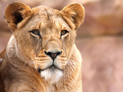 Box Tiergestütztes Seminar für Körper und Geist auf dem Safari-Wohlfühlhof im Münsterland