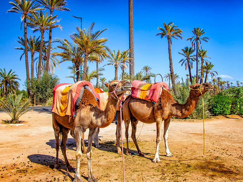 3 jours en riad avec hammam et excursion en dromadaire dans la Palmeraie de Marrakech