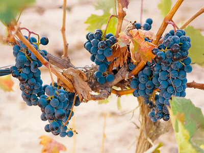Caja Cata de vinos, aperitivo y visita para 2 personas en Bodegas Durón