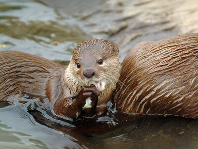 2 Eintrittstickets für SEA LIFE Oberhausen für 2 Erwachsene